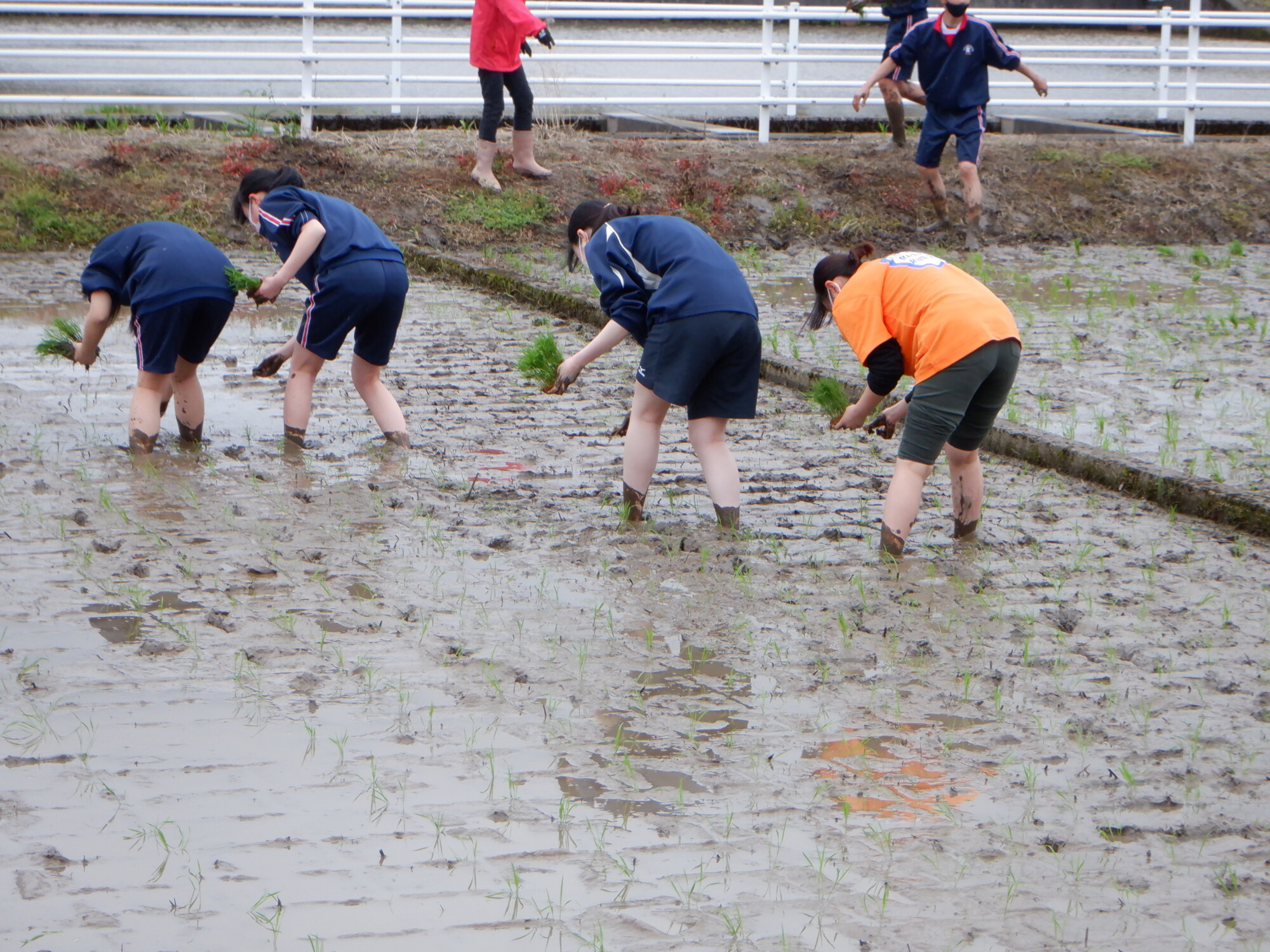 田植え体験中学生 
