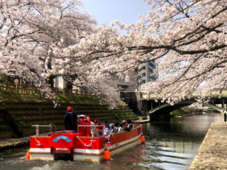 桜の季節の松川遊覧船