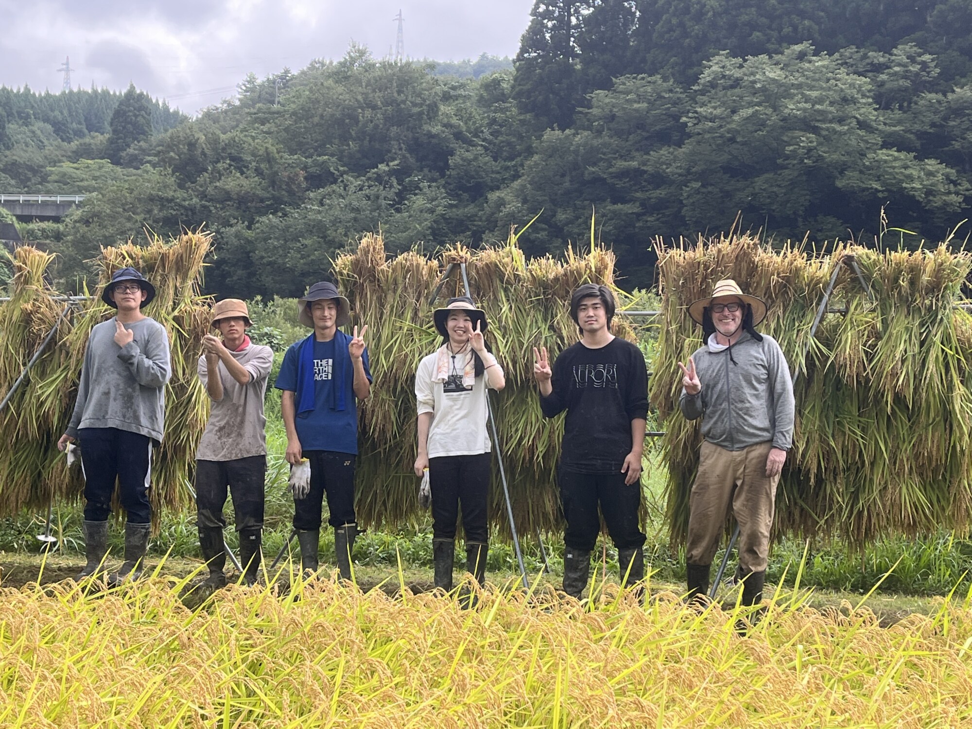 TUINSオリジナルブランド日本酒造りの稲刈りを実施 | 富山国際大学